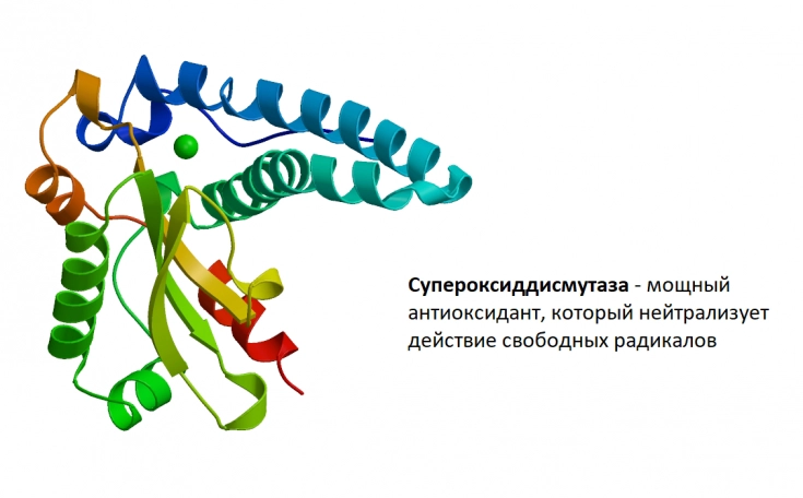 супероксиддисмутаза