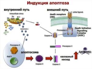 Апоптоз. Внутренний и внешний путь.