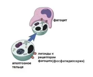 фагоциты удаляют апоптотическую клетку
