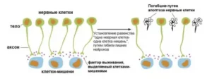 гибель лишних невронов