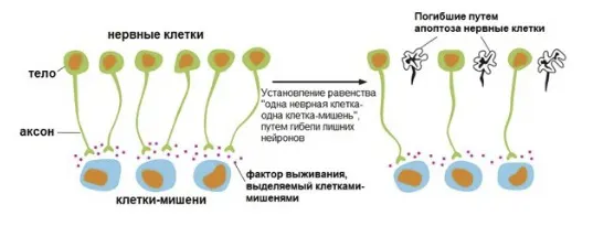 гибель лишних невронов
