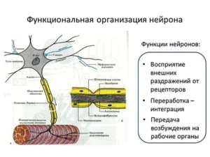 функция нейрона