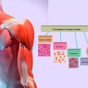 Продукция для оздоровления соединительной ткани