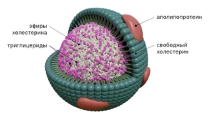 lipoprotein