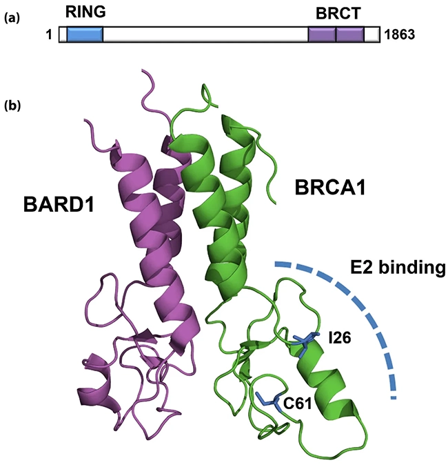 ген -Bcra1