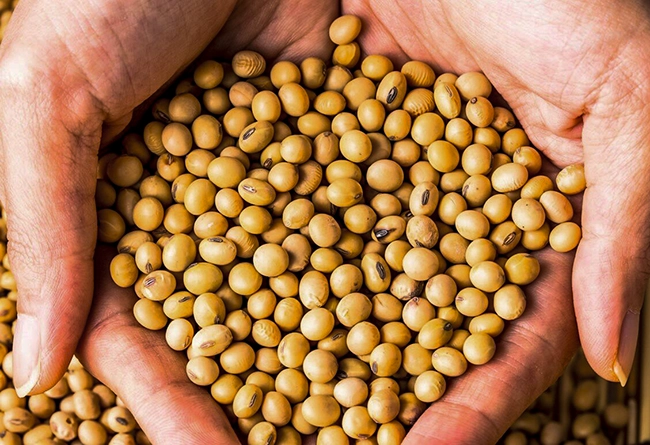 10. Пищевая ценность продуктов растительного происхождения